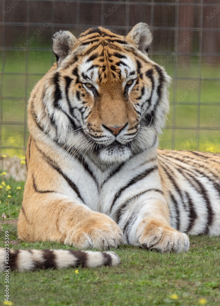 Obraz premium tiger in the zoo resting liying down