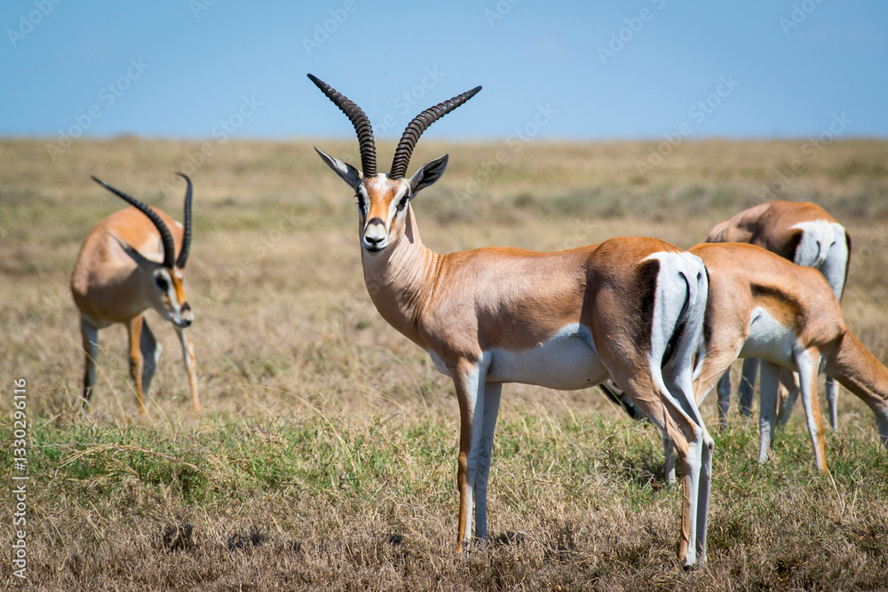 Gazelles peacefully grazing across golden savannah grasslands, with vigilant animal scanning surrounding terrain under intense sunlight and expansive horizon Gazelles peacefully grazing across golden savannah grasslands, with vigilant animal scanning surrounding terrain under intense sunlight and expansive horizon