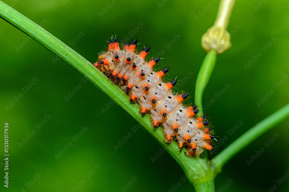 Naklejka premium Insect close-up, supermacro, detailing, entomology, animal species of the east of Ukraine
