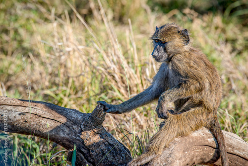 Young baboon perching on fallen tree branch, scratching leg while basking in sunlight across Serengeti National Park's lush wilderness landscape