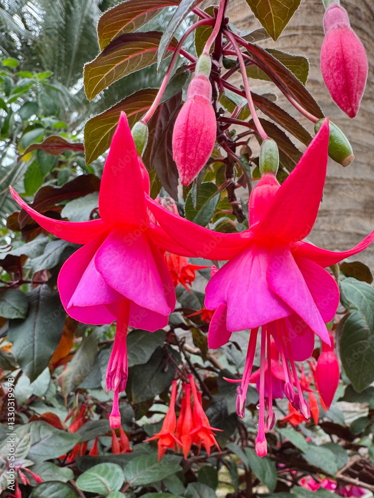 Beautiful hybrid fuchsia flowers blooming in the botanic gardens in Singapore