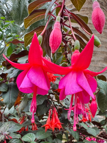 Obraz na płótnie Beautiful hybrid fuchsia flowers blooming in the botanic gardens in Singapore w salonie