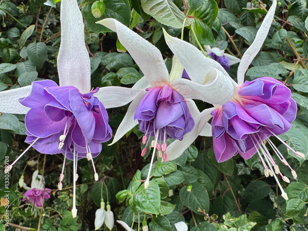 Beautiful hybrid fuchsia flowers blooming in the botanic gardens in Singapore