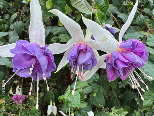 Obraz na płótnie Beautiful hybrid fuchsia flowers blooming in the botanic gardens in Singapore w salonie