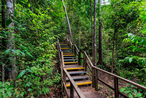 Boardwalk with stairs through rainforest near MacRitchie Reservoir in Central Catchment Nature Reserve, Singapore