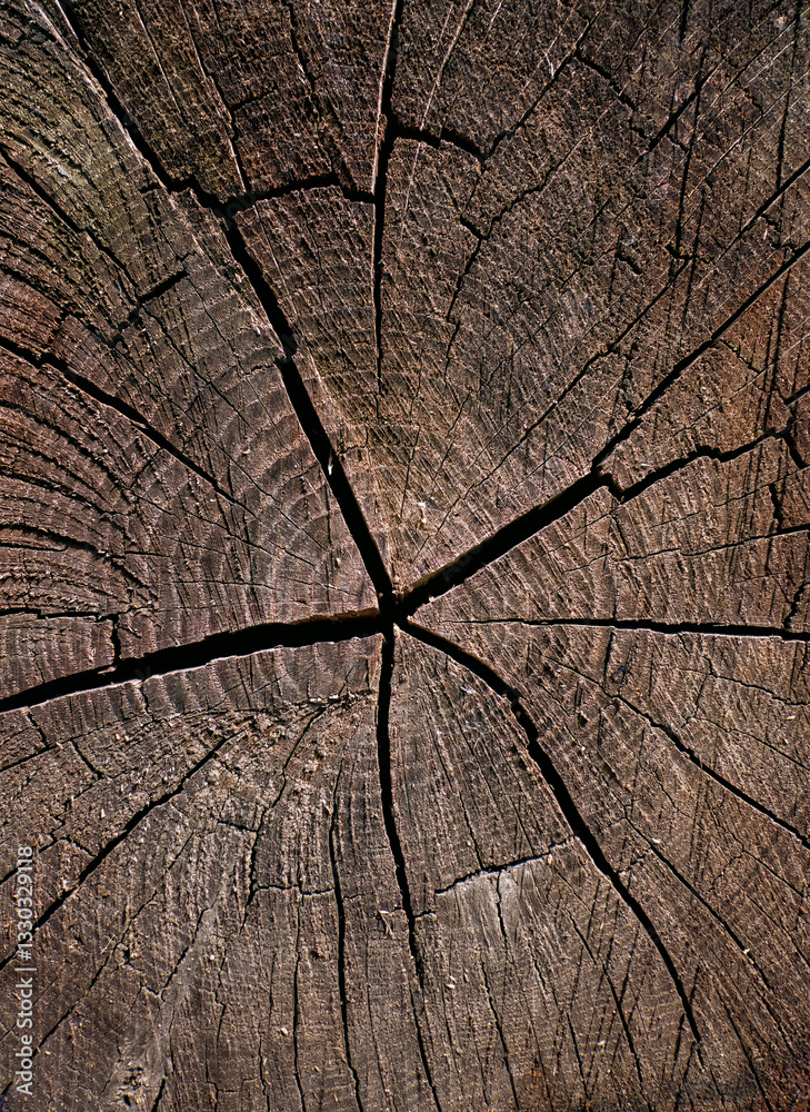 Fototapeta premium Close-up of cracked tree stump with growth rings 