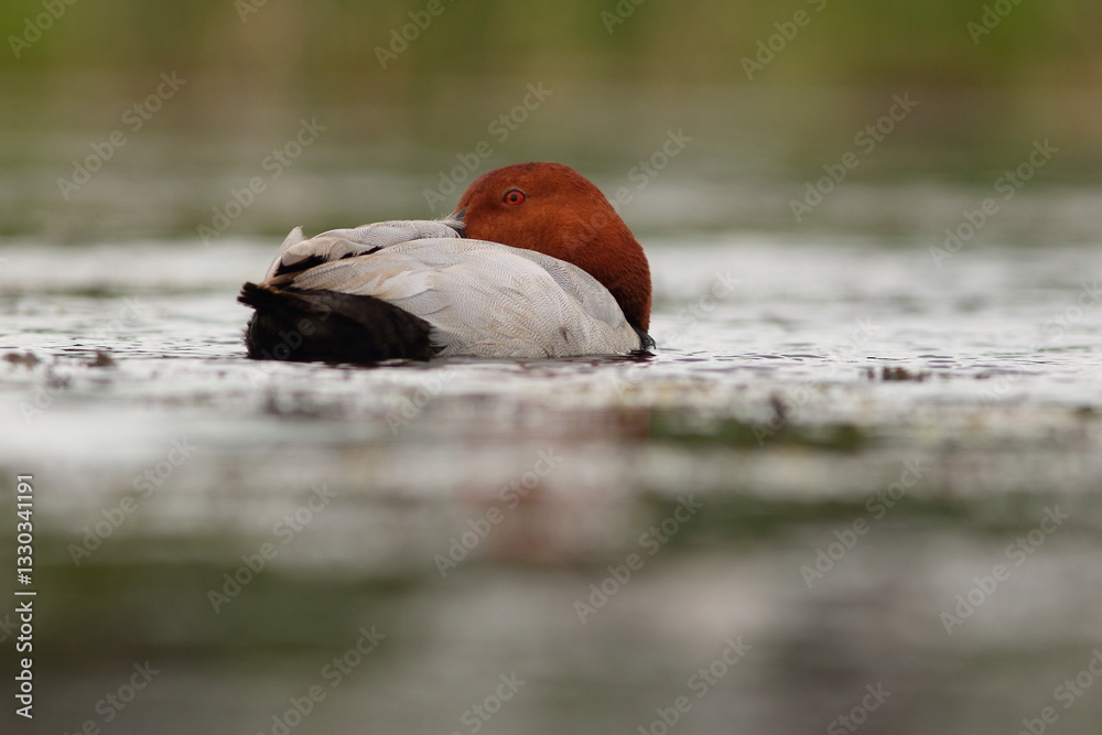Głowienka (Aythya ferina)