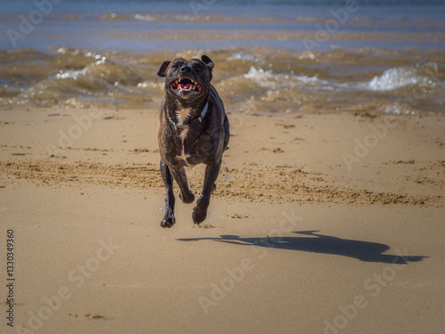 Tableau sur toile Perro feliz corriendo por la playa después de darse un baño y salpicando gotas d