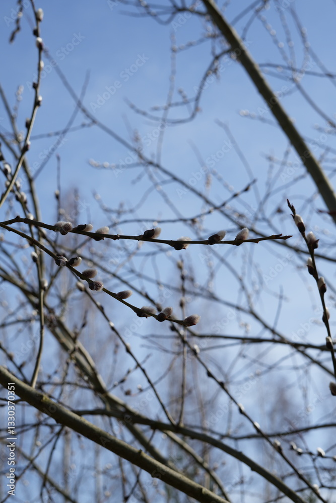 A tranquil scene of delicate budding branches signaling the arrival of springtime, against a backdrop of clear blue sky and gentle sunlight