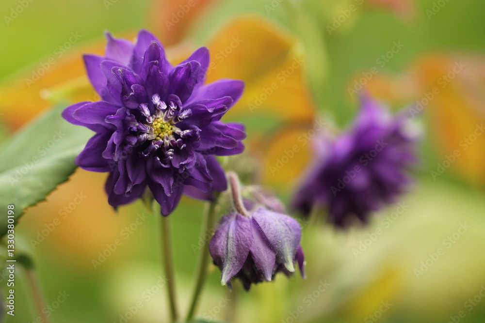 Fototapeta premium fiore di aquilegia in orimavera in un giardino