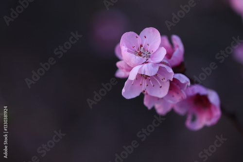fiori di pesco in primavera