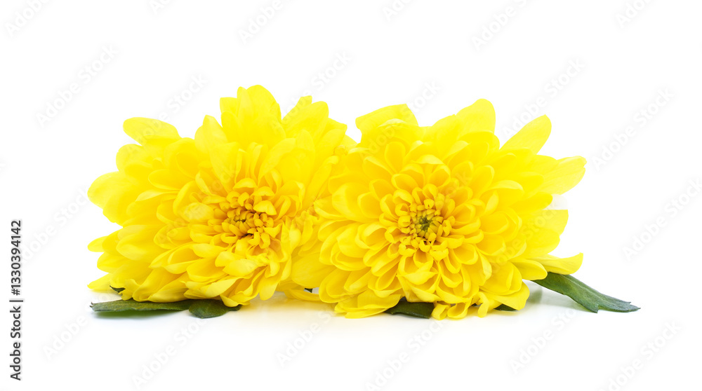 Fototapeta premium Bouquet of yellow chrysanthemums.