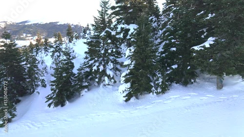 Snow-Covered Forest Trees in Winter Wonderland, Slowly Moving Over Snowy Landscape from Above