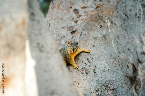 squirrel on a tree trunk photo