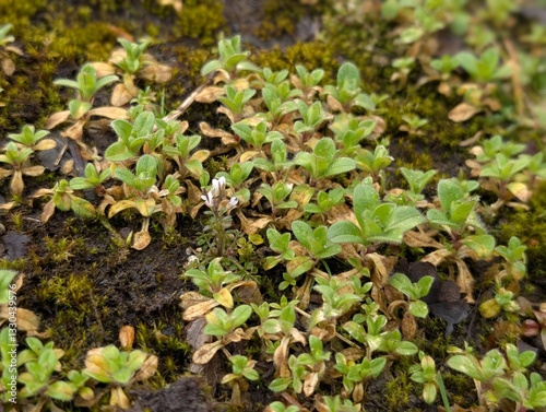 A mouse-eared chickweed (Cerastium) growing on a pavement