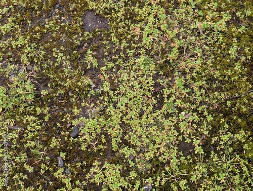 A mouse-eared chickweed (Cerastium) growing on a pavement