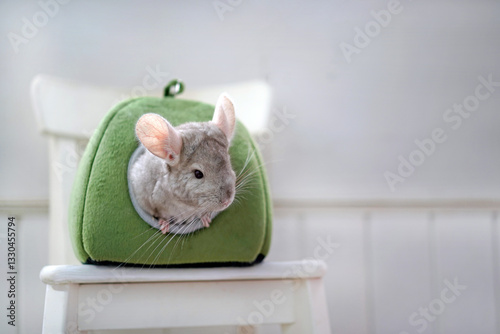 handsome chinchilla looks out of his house