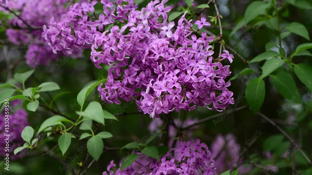 Lilac garden trees at spring time, gardeningm, botany, blossom, 4k macro video Lilac garden trees at spring time, gardeningm, botany, blossom, 4k macro video