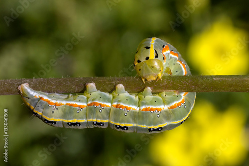 Caterpillar of the Xylena exoleta moth.