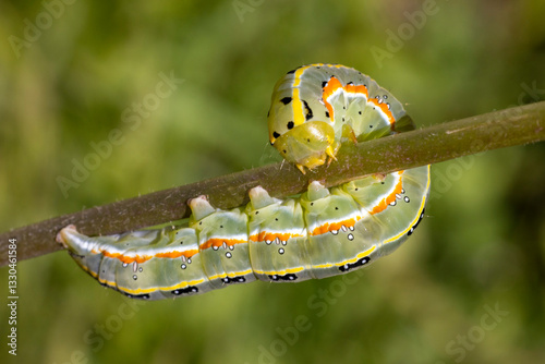Caterpillar of the Xylena exoleta moth.