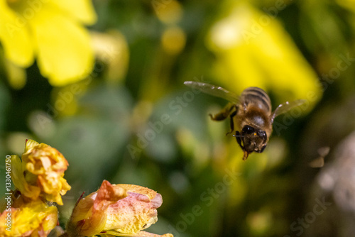 Bee flying near wood sorrel flowers collecting pollen.