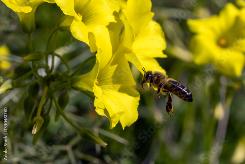 Bee flying near wood sorrel flowers collecting pollen.