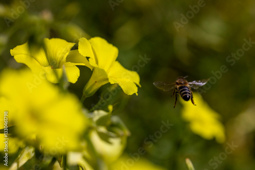 Bee flying near wood sorrel flowers collecting pollen.