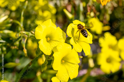 Bee flying near wood sorrel flowers collecting pollen.