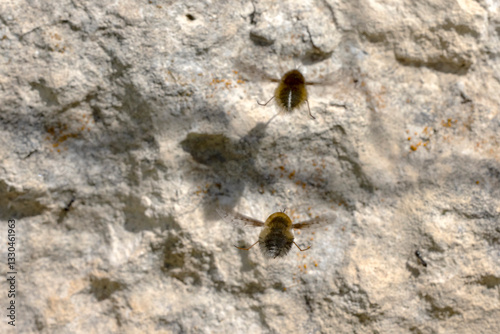 A pair of Bee Flies (Bombylius canescens) hovering over limestone