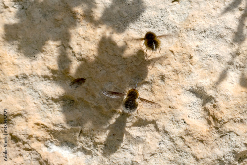 A pair of Bee Flies (Bombylius canescens) hovering over limestone