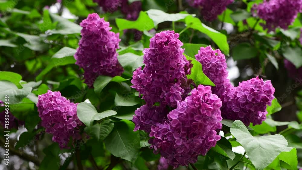 Lilac garden trees at spring time, gardeningm, botany, blossom, 4k macro video Lilac garden trees at spring time, gardeningm, botany, blossom, 4k macro video