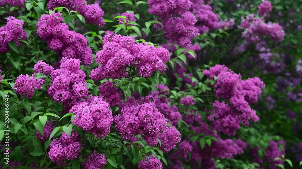 Lilac garden trees at spring time, gardeningm, botany, blossom, 4k macro video Lilac garden trees at spring time, gardeningm, botany, blossom, 4k macro video