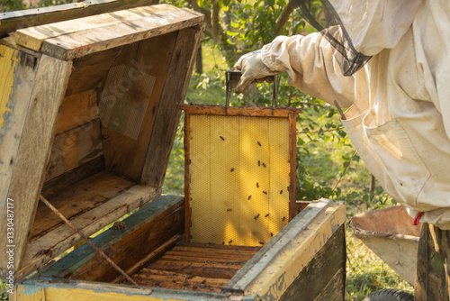 Closeup of honeycomb frame with bees held by crop anonymous beekeeper in protective workwear during honey harvesting in apiary.