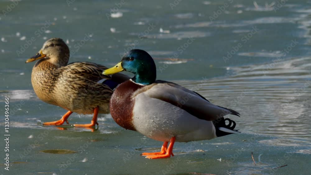 Ducks gracefully glide on a tranquil water surface, creating ripples in the serene scene Ducks gracefully glide on a tranquil water surface, creating ripples in the serene scene