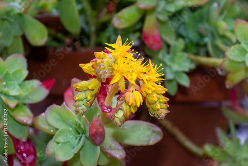 Siempreviva, flor de planta tapizante