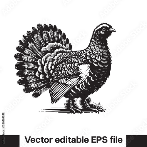 vector Western Capercaillie Game Bird