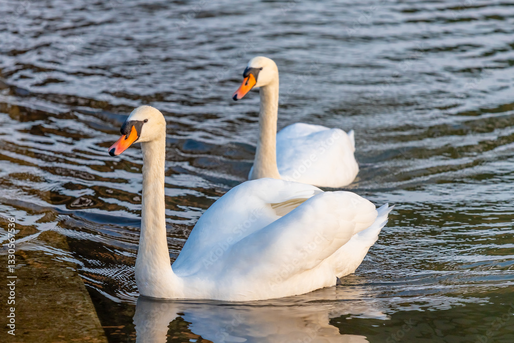 Swan in a lake. Beautiful white swan bird swimming in the river at sunset light. Swans birds searching for food in the water of Danube, Donau river in Europe. Birds fauna of the riverside