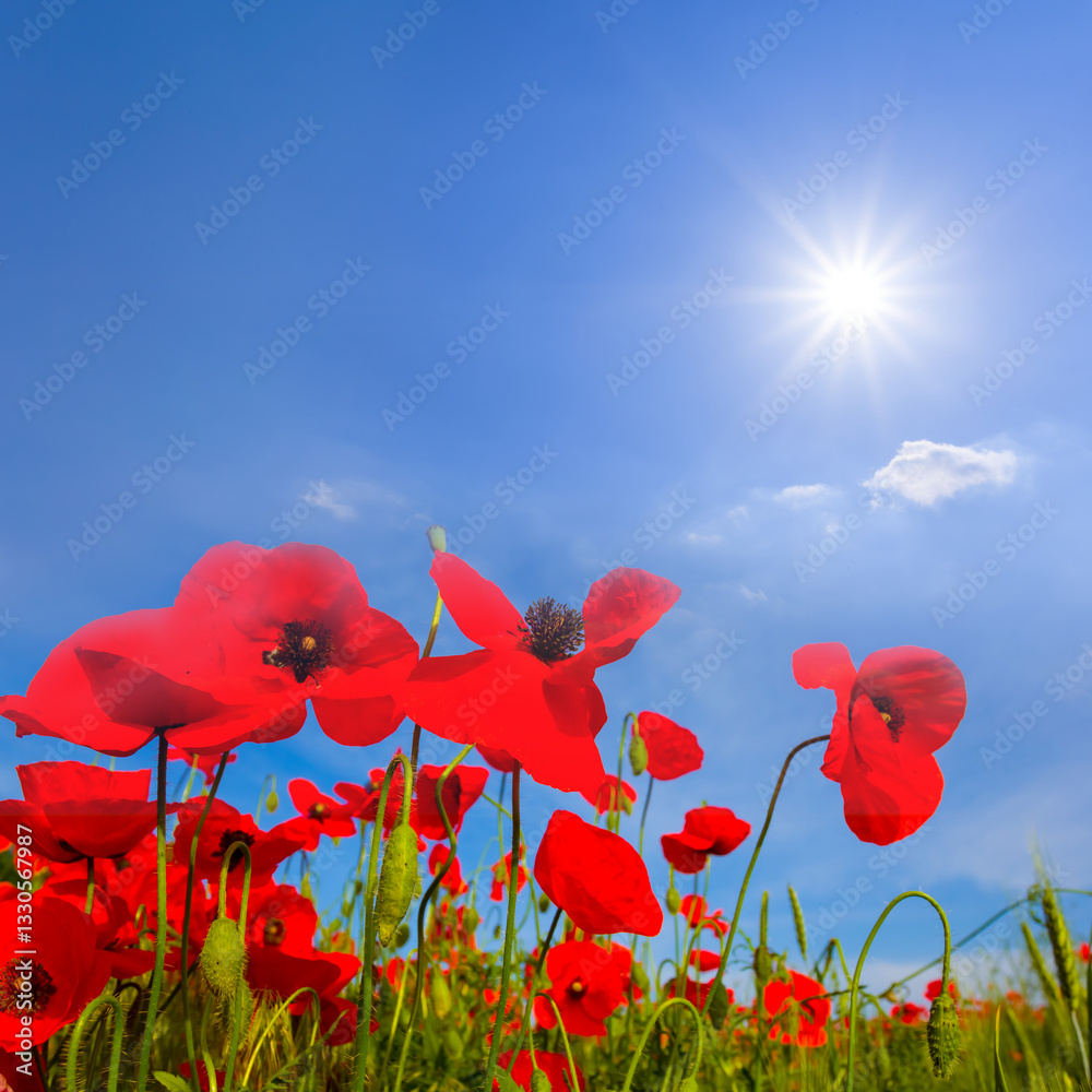 Obraz premium prairie covered by red poppy flowers in light of sparkle sun, beautiful spring outdoor natural scene