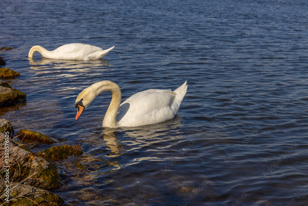 Swan in a lake. Beautiful white swan bird swimming in the river at sunset light. Swans birds searching for food in the water of Danube, Donau river in Europe. Birds fauna of the riverside Swan in a lake. Beautiful white swan bird swimming in the river at sunset light. Swans birds searching for food in the water of Danube, Donau river in Europe. Birds fauna of the riverside