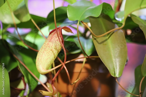 Nepenthes ampullaria, a carnivorous plant in botanical garden, close up. photo