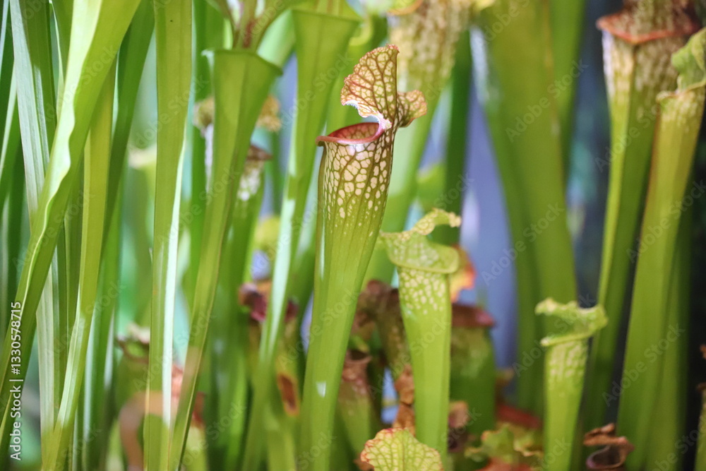 Fototapeta premium Green and red pitcher plant, Sarracenia oreophila.