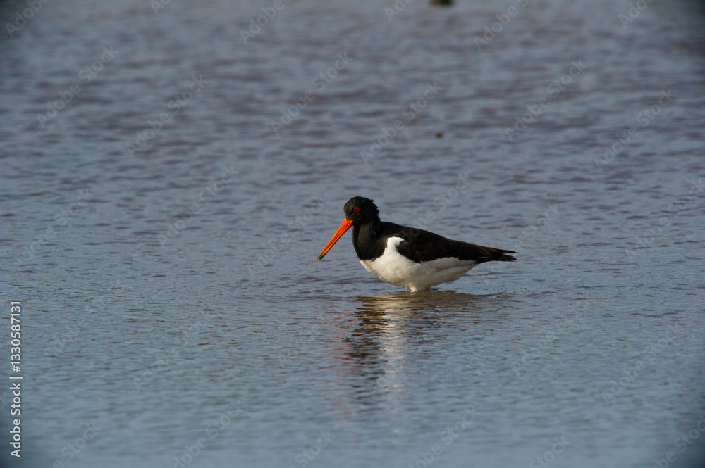 Eurasian Oystercatcher or Common Pied Oystercatcher (Haematopus ostralegus), Beccaccia di mare (Haematopus ostralegus). Stintino, SS, Sardinia Italy Eurasian Oystercatcher or Common Pied Oystercatcher (Haematopus ostralegus), Beccaccia di mare (Haematopus ostralegus). Stintino, SS, Sardinia Italy