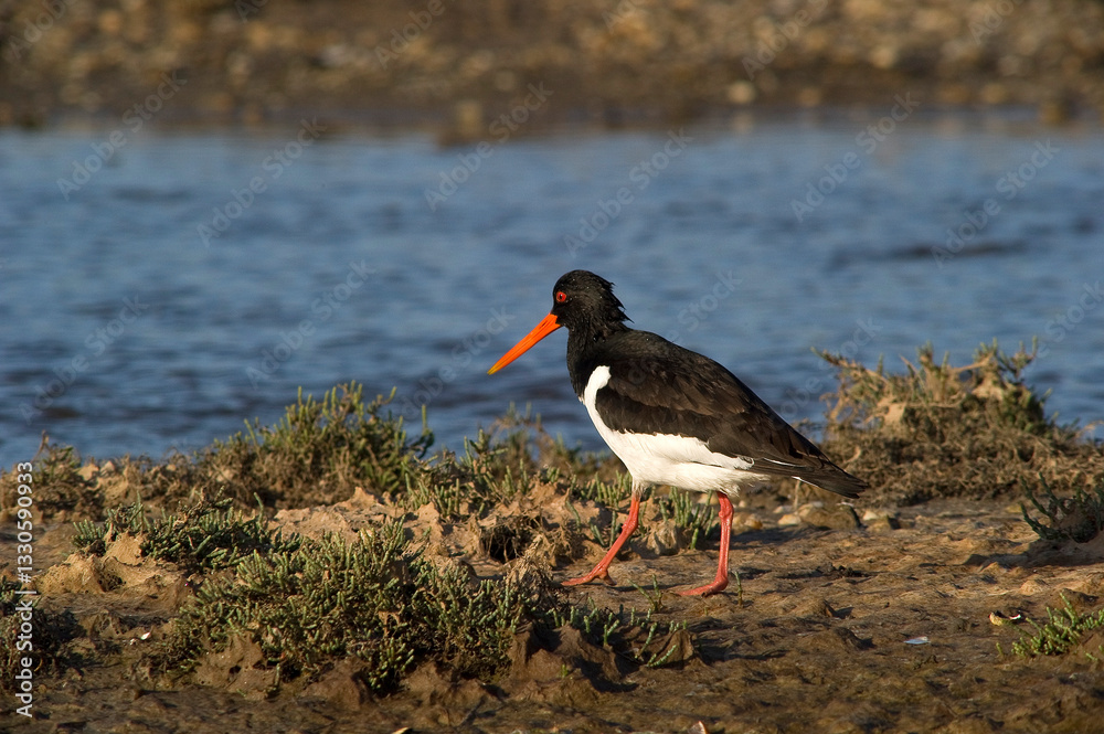 Eurasian Oystercatcher or Common Pied Oystercatcher (Haematopus ostralegus), Beccaccia di mare (Haematopus ostralegus). Stintino, SS, Sardinia Italy Eurasian Oystercatcher or Common Pied Oystercatcher (Haematopus ostralegus), Beccaccia di mare (Haematopus ostralegus). Stintino, SS, Sardinia Italy
