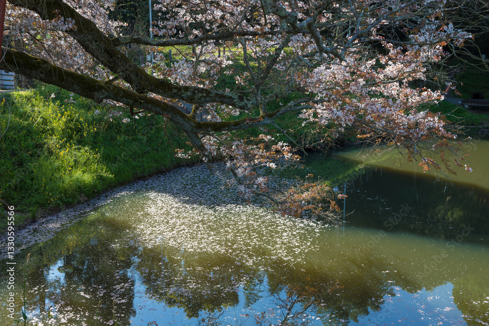 池と一本桜(福岡県久留米市) 池と一本桜(福岡県久留米市)