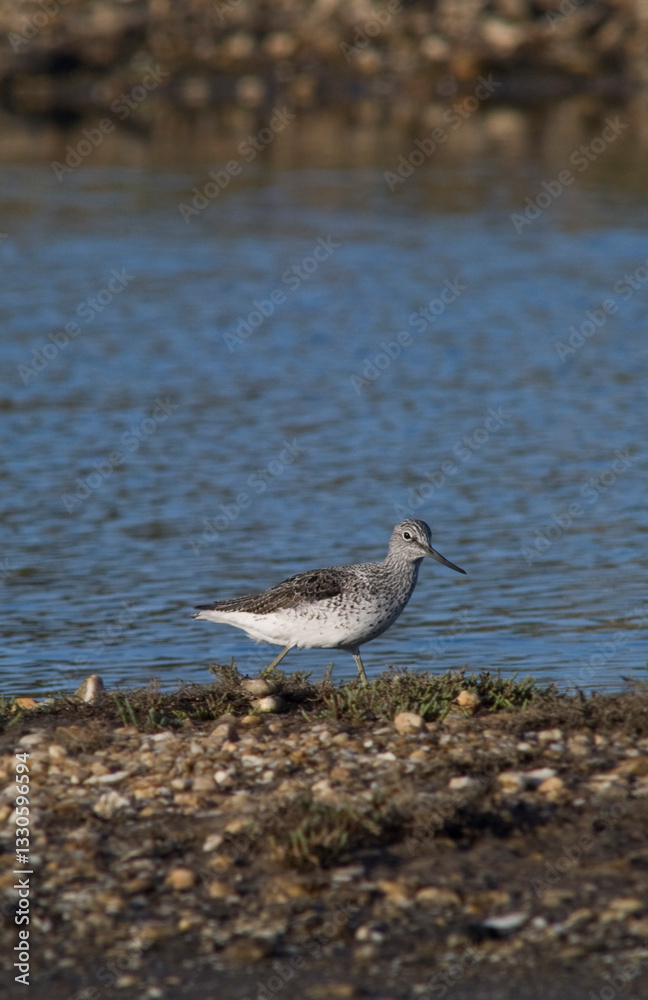 Common greenshank (Tringa nebularia) foraging in shallow water in wetland Sardinia, Italy Common greenshank (Tringa nebularia) foraging in shallow water in wetland Sardinia, Italy