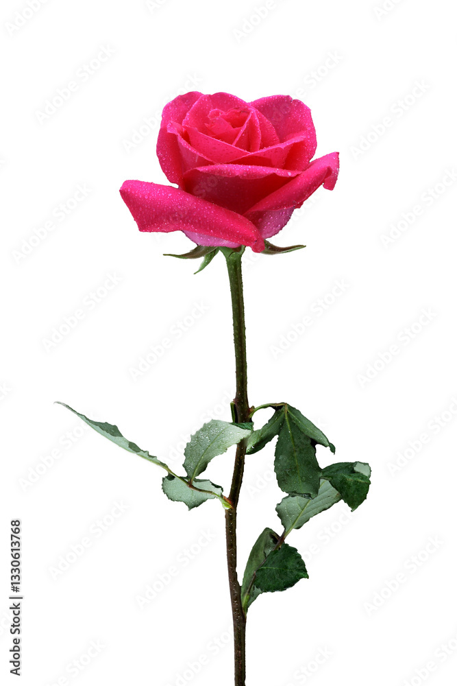 Obraz premium pink rose close up on neutral background