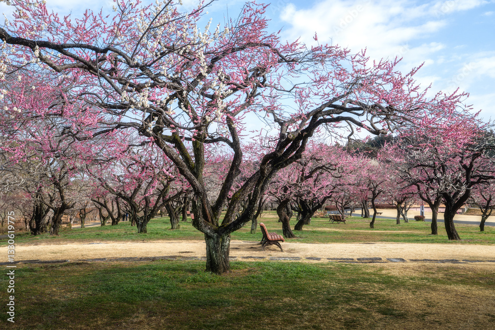 Fototapeta premium 満開の梅が咲き誇る偕楽園 