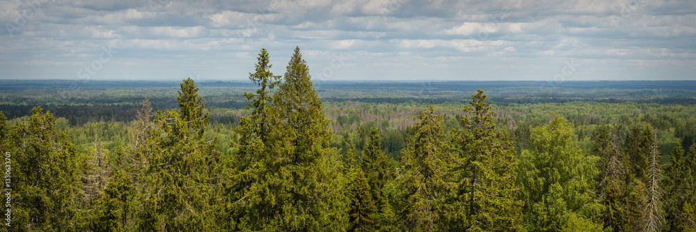 Summer forest landscape. Wide panorama with green tree crowns. Top view of a mixed forest. Beautiful panoramic natural background.