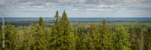Obraz na płótnie Summer forest landscape. Wide panorama with green tree crowns. Top view of a mixed forest. Beautiful panoramic natural background. w salonie