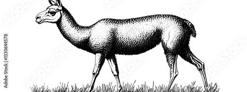Vintage hand-drawn vector illustration of a grazing llama in a grassy landscape with detailed engraving style